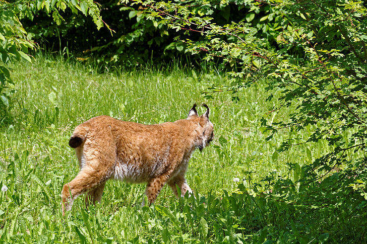 Lynx, mačka, zvieratá, divoké, svet zvierat, chlpaté, Zoo
