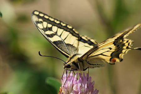 motýľ, krídlo, letné, farebné, motýle, hmyzu, sústrediť na popredí