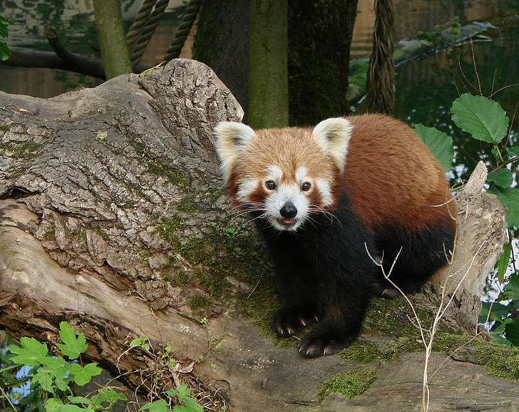 Panda, merah, satwa liar, kebun binatang, Mamalia, bulu, alam