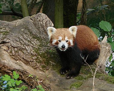 Panda, rouge, faune, Zoo, mammifère, fourrure, nature