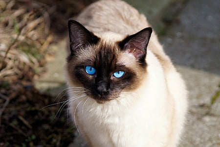 γάτα, σιαμέζα γάτα, γούνα, γατάκι, γάτα breed, Σιαμαία, Siam
