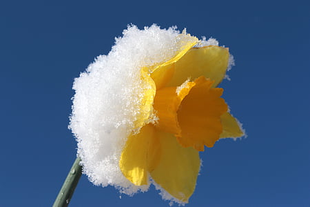 Narcissus, Blossom, Bloom, Daffodil, våren, gul, Anläggningen