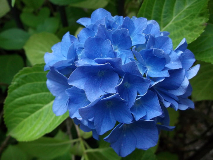 Hydrangea, sininen, kasvi