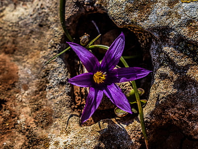 花, 野花, 紫色, 岩石, 绽放, 开花, 花瓣