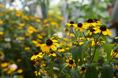 flores, casa de campo, amarelo, jardim de flor, natureza