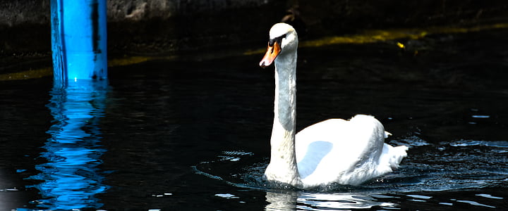 Swan, Garda, Cinematic, vody, Port, plávať