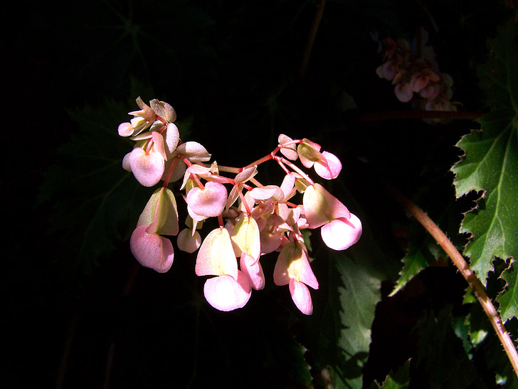 room plant, flowering begonias, pink