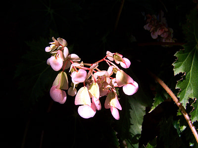 kambario augalų, žydėjimo begonijų, rožinė