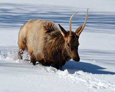 elk, snow, wildlife, wild, deer, nature, winter