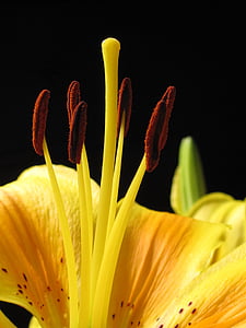 lirio, lirio de los Pirineos, Lilium pyrenaicum, amarillo, flor, flor, floración
