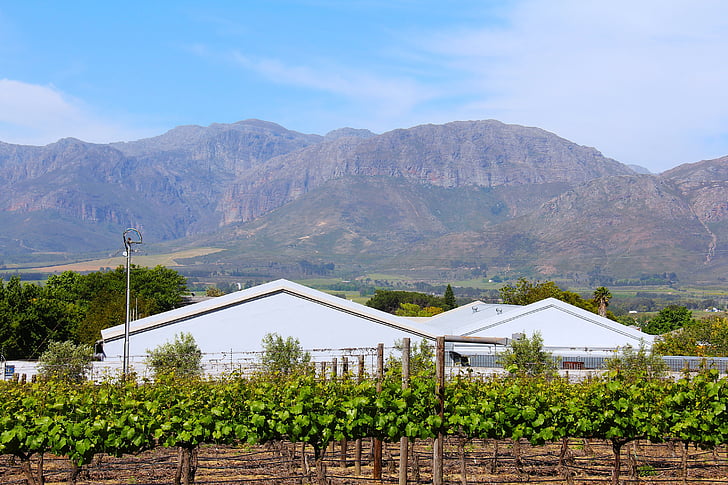 impressionant, verd, vegetació, recorregut vi, vi, Tast de vins, Stellenbosch