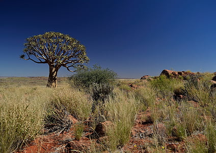 quiver tree, tree, quiver, africa, african, desert, natural