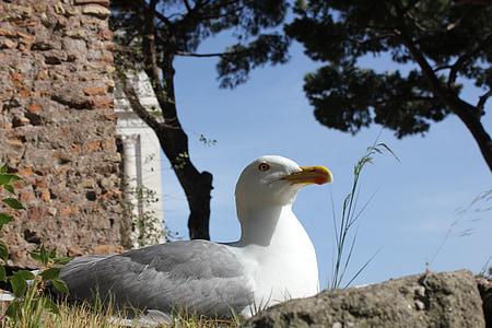 tarrock, bricks, old town, the seagull, rome