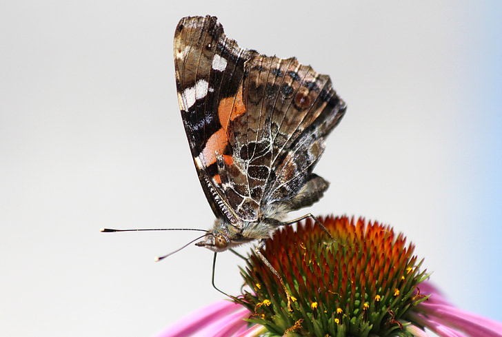 vlinder, bloem, Echinacea, macro, insect, zomer, Closeup