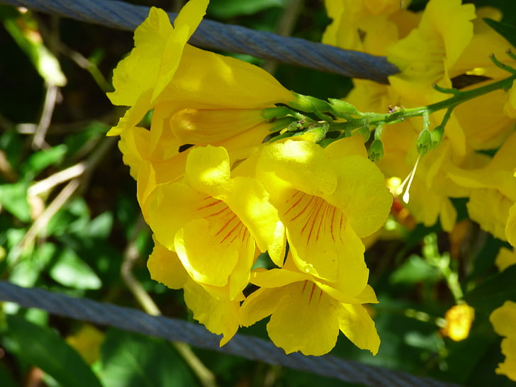 botannical hager, San diego, California, blomster, kyst blomster, Pacific flora, vakre bilder