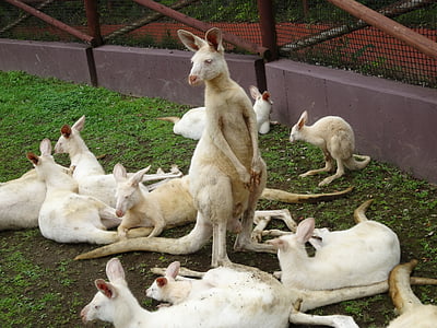 Кенгуру, Сафари-парк Фудзи, Белый, Зоопарк, белый кенгуру, животное, Австралийские животные
