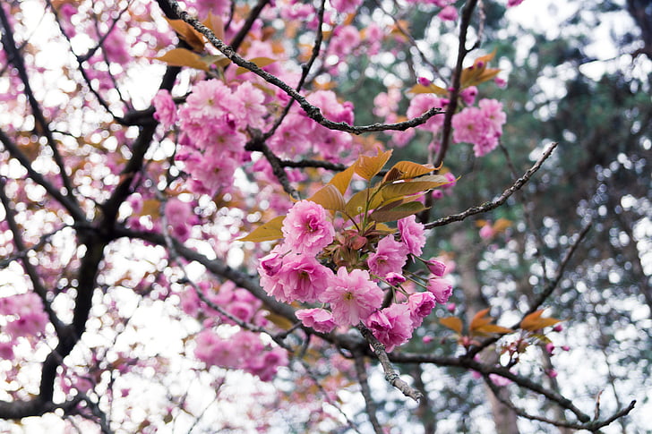 flowers, tree, spring, blossom, nature, pink, branch