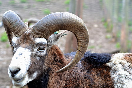 capricorn, mountain goat, zoo