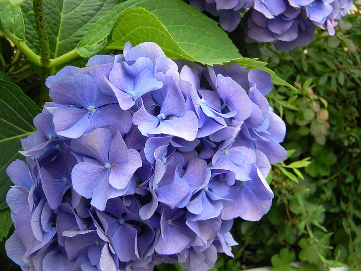 Hortensia, azul, flor, jardín, Bush, flores, floración