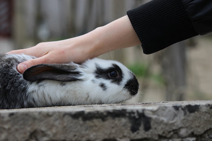 Kaninchen, Bunny