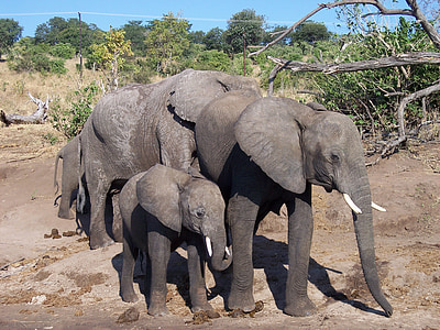 elefant, nadó, vida silvestre, Àfrica, mamífer, animal, natura