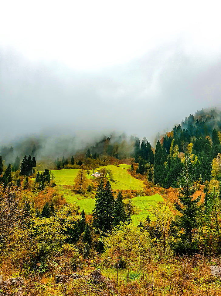 Outono, natureza, verde, árvore, paisagem, floresta, scenics