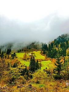 automne, nature, vert, arbre, paysage, Forest, scenics