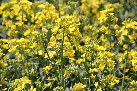 àmbit de rapeseeds, en flor, groc, primavera, brillant, natura, planta