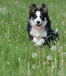 タンポポの草原, 花の草原, 走っている犬, 犬, ペット, ボーダーコリー, 動物
