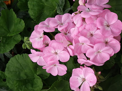 geranium, pink, flower, blossom, petals
