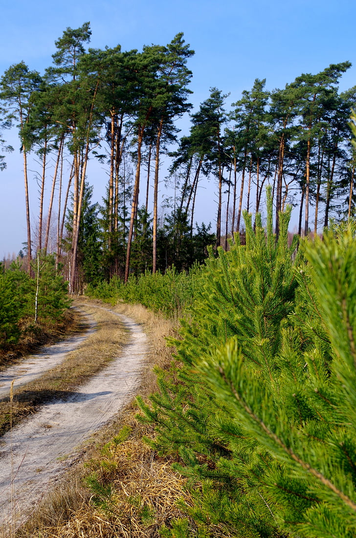 Metsä, Forest road, puu, Luonto