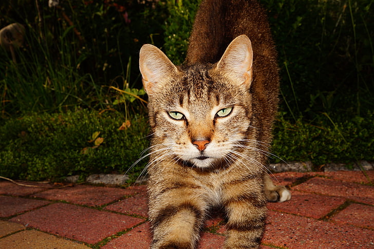 cat, cat's eyes, curious, hungry, adidas, cat face, fur