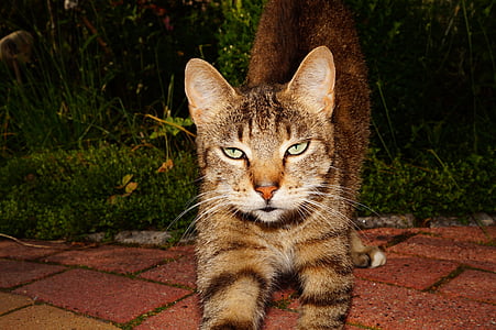 kaķis, kaķa tautas acis, ziņkārīgs, izsalcis, Adidas, kaķis seju, spalva