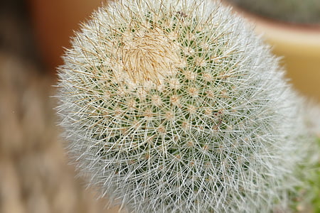 cactus, tancar, planta, Espinosa, espines, flor, verd