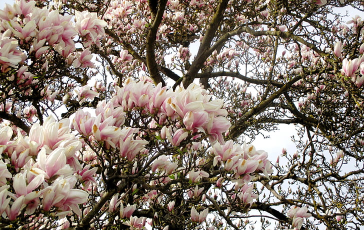 Magnolia drzewa, kwiaty magnolii, drzewa, kwiaty, piękne, Mammern, Jezioro Bodeńskie