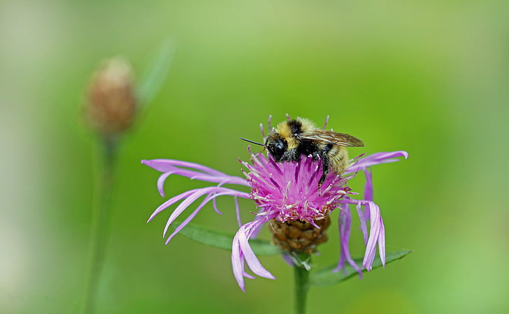 Bee, hmyzu, kvet, kvet, makro, fialová, peľ