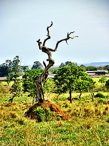 Cerrado, Entwaldung, Goiás, Goiânia, Brazilien, brasilianischen cerrado, vom Aussterben bedroht
