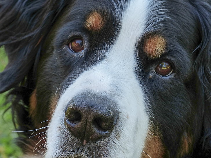 perro de montaña de Bernese, cabeza, Retrato, canino, perro, mascota, animal