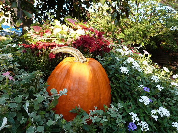 pumpkin, autumn, garden, nature, orange