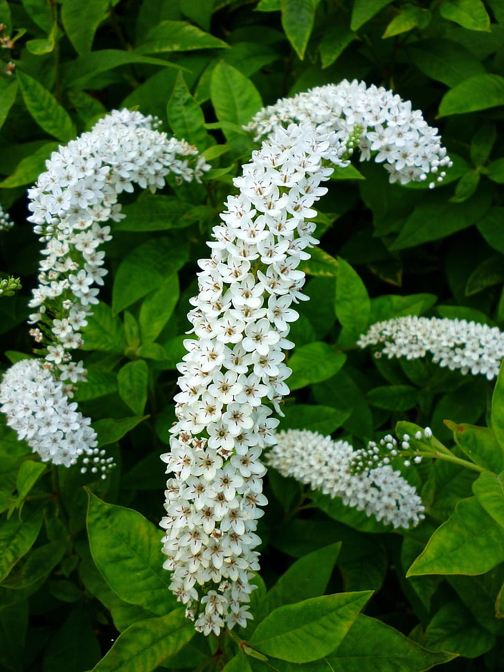 λευκό, λουλούδι, φυτό, φύση, ο Μπους, το καλοκαίρι, Ιούλιος