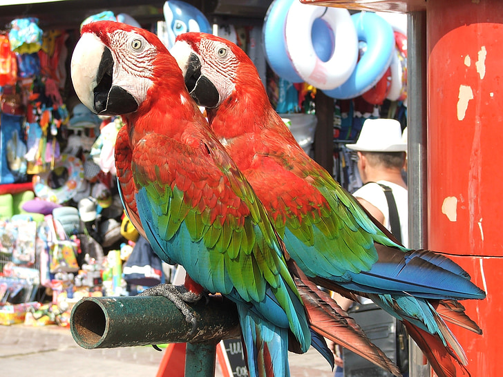parrot, parrots, bird, birds, animals, feathered race, beak
