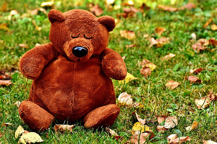 Teddy, Dễ thương, giấc ngủ, đồ chơi mềm, gấu bông, sang trọng, thú nhồi bông