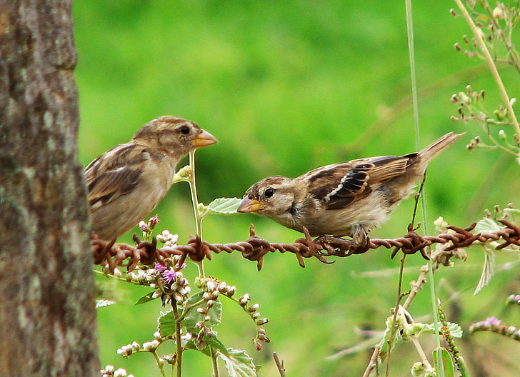 pájaro, naturaleza, animales