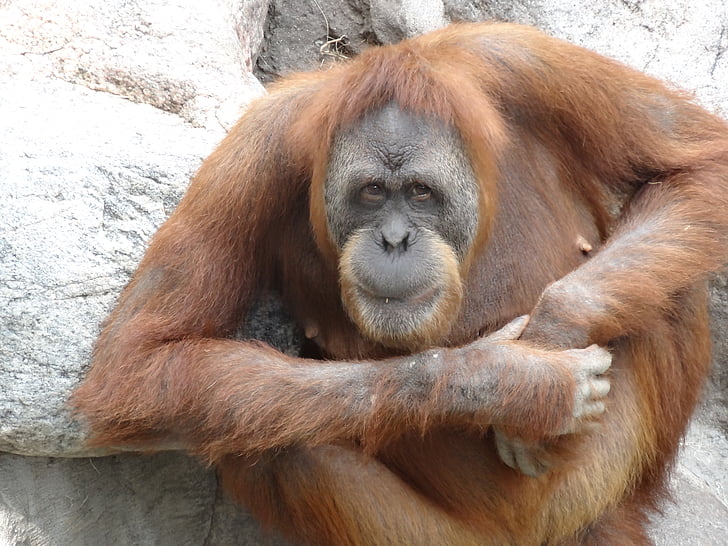 Orang utan, Zoo, opice, APE, primát, Příroda, oranžová