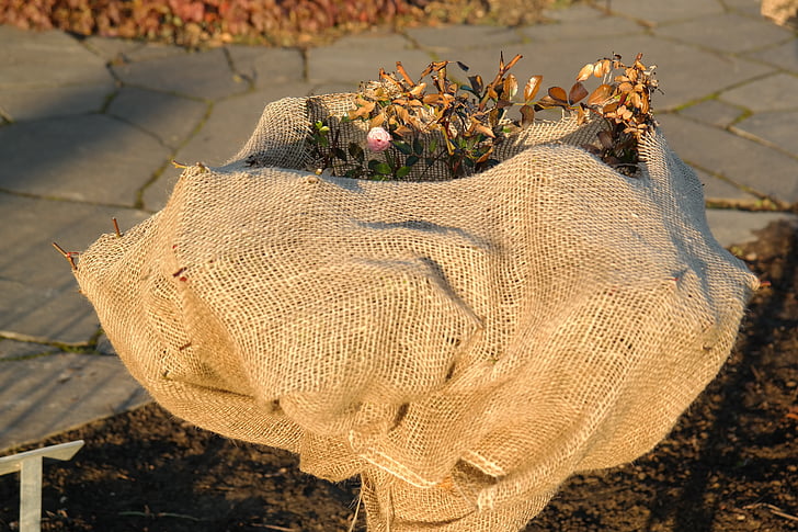 rosebush, winter, winter protection, protection, packed, frost protection, bag