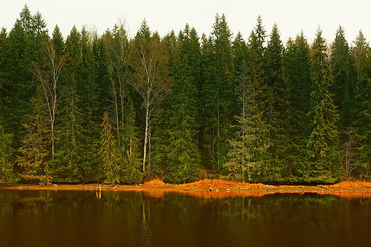 Swedia, hutan, pohon, hutan, Danau, air, refleksi