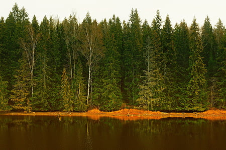 sweden, forest, trees, woods, lake, water, reflections