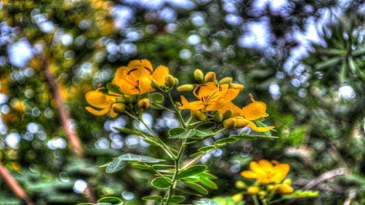 flores, amarillo, flora, naturaleza, flor, planta