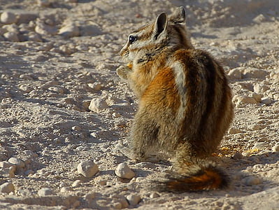 chipmunk, squirrel, nager, tail, rodent, cute, fur