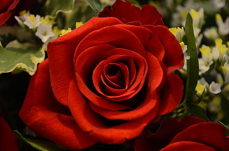 tõusis, Ystävänpäivä, Armastus, Romantika, punane, punane roos, õis